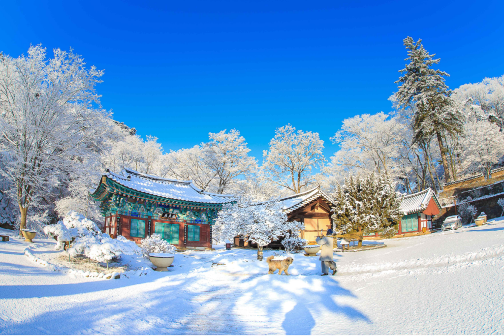 Snow-covered temples in Korea and a playful puppy