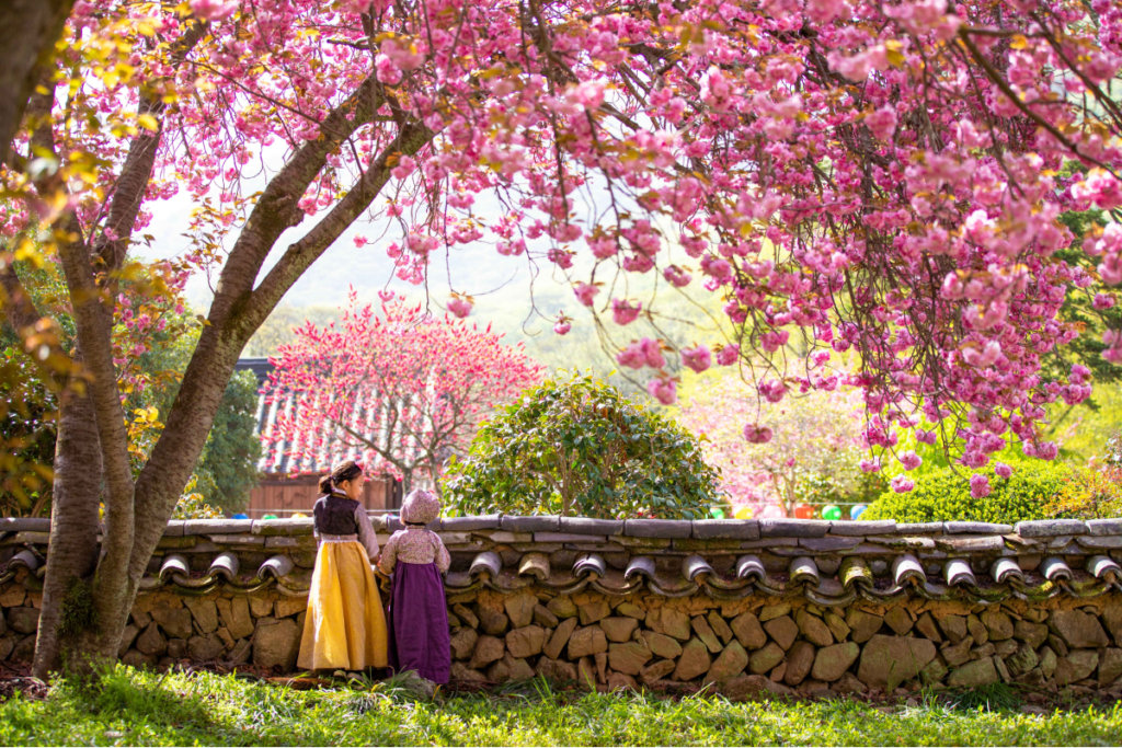 Sisters wearing hanbok on a spring day